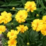 növekvő öntözés