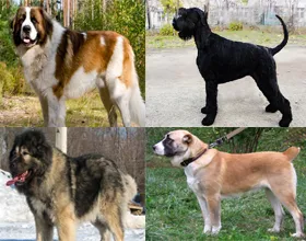 Minden fajtájú őr kutyák