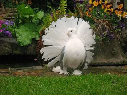 Doves esküvőre