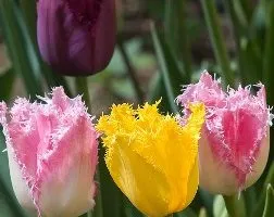 Hogyan növekszik tulipán Hogyan növekszik tulipán