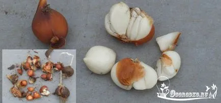 Hogyan növekszik tulipán Hogyan növekszik tulipán