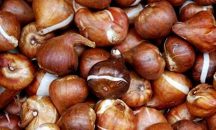 Hogyan növekszik tulipán Hogyan növekszik tulipán