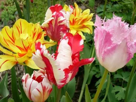 Hogyan növekszik tulipán Hogyan növekszik tulipán