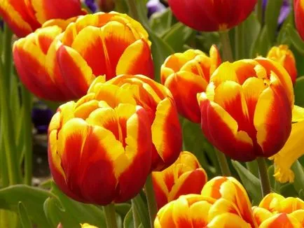 Hogyan növekszik tulipán Hogyan növekszik tulipán