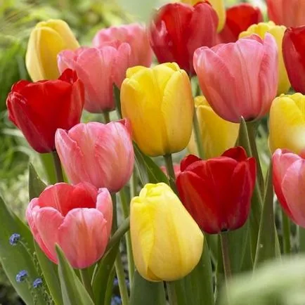 Hogyan növekszik tulipán Hogyan növekszik tulipán