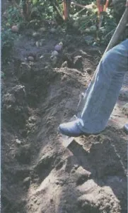 Hogyan lehet a talaj termékeny