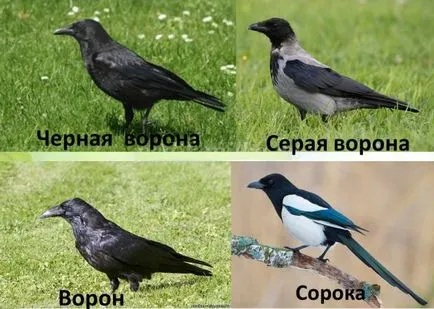 Úgy néz ki, mint egy varjú