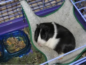 Hogyan tartsuk a tengerimalac Hogyan tartsuk a tengerimalac