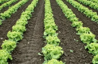 Salat nőnek Salat nőnek