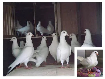 Doves esküvőre Doves esküvőre