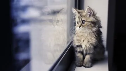Cat és a ház