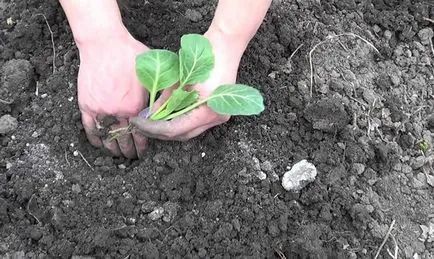 Növekvő hajtások kelbimbó
