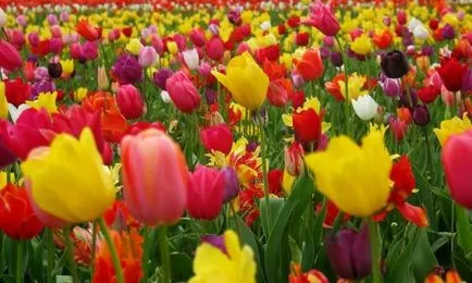 Hogyan növekszik tulipán