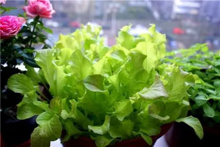 Salat nőnek