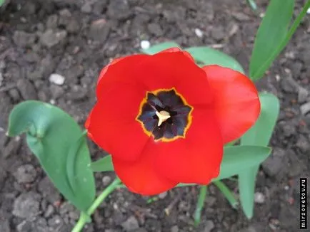 Hogyan növekszik tulipán Hogyan növekszik tulipán