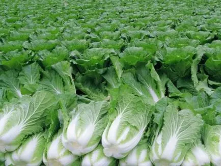 Salat nőnek