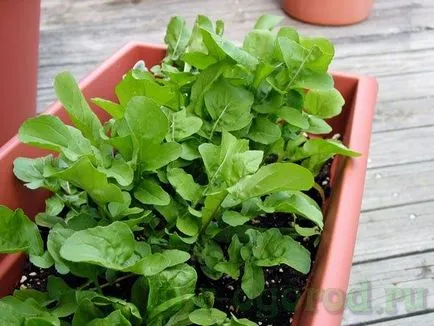 Salat nőnek