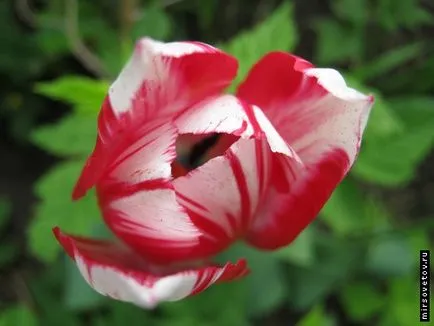 Hogyan növekszik tulipán Hogyan növekszik tulipán