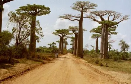 Baobab meg