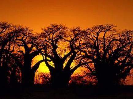 Baobab meg