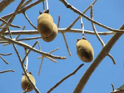 Baobab meg
