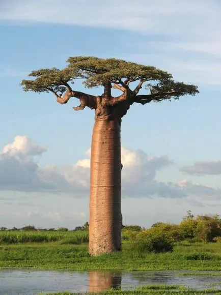 Baobab meg