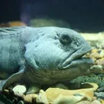 toothy, mint toothy, mint