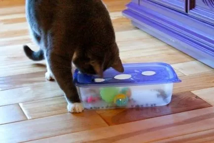 10 Hasznos tippek macskák és a tulajdonosok (macska) 10 Hasznos tippek macskák és a tulajdonosok