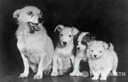 23 Tények az első űrhajós - a kutya Laika, a hős a Szovjetunió