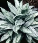 Aglaonema minden árnyalatok gondozó virág home fotó és videó (feltételek) Aglaonema minden árnyalatok gondozó virág home fotó és videó