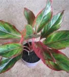 Aglaonema minden árnyalatok gondozó virág home fotó és videó (feltételek) Aglaonema minden árnyalatok gondozó virág home fotó és videó