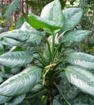Aglaonema minden árnyalatok gondozásában virág home fotó és videó (Aglaonema) Aglaonema minden árnyalatok gondozó virág home fotó és videó