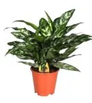 Aglaonema minden árnyalatok gondozó virág home fotó és videó (fotó) Aglaonema minden árnyalatok gondozó virág home fotó és videó