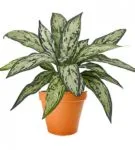 Aglaonema minden árnyalatok gondozó virág home fotó és videó (otthon) Aglaonema minden árnyalatok gondozó virág home fotó és videó