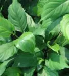Aglaonema minden árnyalatok gondozó virág home fotó és videó (feltételek) Aglaonema minden árnyalatok gondozó virág home fotó és videó
