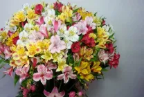 Alstroemeria (55 fotó) jellemző színek, a legjobb fajták, ültetés, gondozás, öntözés, műtrágyázás,
