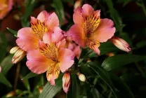Alstroemeria (55 fotó) jellemző színek, a legjobb fajták, ültetés, gondozás, öntözés, műtrágyázás,