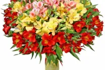 Alstroemeria (55 fotó) jellemző színek, a legjobb fajták, ültetés, gondozás, öntözés, műtrágyázás,