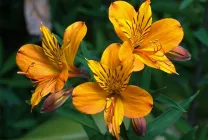 Alstroemeria (55 fotó) jellemző színek, a legjobb fajták, ültetés, gondozás, öntözés, műtrágyázás,
