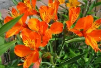 Alstroemeria (55 fotó) jellemző színek, a legjobb fajták, ültetés, gondozás, öntözés, műtrágyázás,
