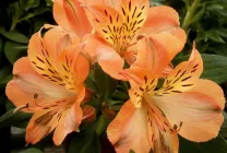 Alstroemeria (55 fotó) jellemző színek, a legjobb fajták, ültetés, gondozás, öntözés, műtrágyázás,