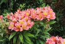 Alstroemeria (55 fotó) jellemző színek, a legjobb fajták, ültetés, gondozás, öntözés, műtrágyázás,