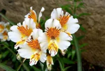 Alstroemeria (55 fotó) jellemző színek, a legjobb fajták, ültetés, gondozás, öntözés, műtrágyázás,