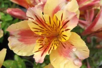 Alstroemeria (55 fotó) jellemző színek, a legjobb fajták, ültetés, gondozás, öntözés, műtrágyázás,