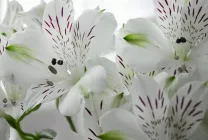 Alstroemeria (55 fotó) jellemző színek, a legjobb fajták, ültetés, gondozás, öntözés, műtrágyázás,