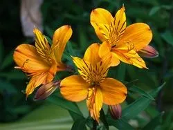 Alstroemeria (55 fotó) jellemző színek, a legjobb fajták, ültetés, gondozás, öntözés, műtrágyázás,