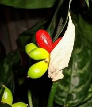 Aglaonema minden árnyalatok gondozó virág home fotó és videó (feltételek) Aglaonema minden árnyalatok gondozó virág home fotó és videó