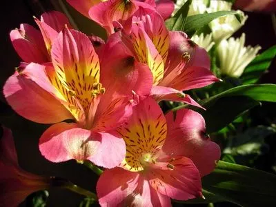 Alstroemeria termesztés magokból otthon, vidám urozhaynik (otthon) Alstroemeria termesztés magokból otthon, vidám urozhaynik