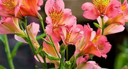 Alstroemeria termesztés vetőmag otthon, vidám urozhaynik (mag) Alstroemeria termesztés magokból otthon, vidám urozhaynik