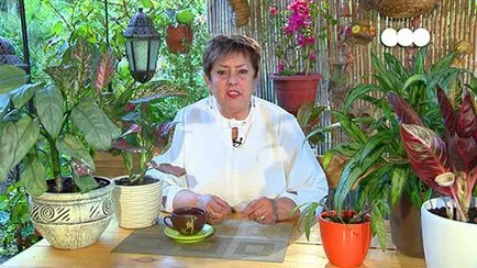 Aglaonema - gondoskodás az otthon, hogyan lehet több bokros, fotó, video (otthon) Aglaonema - gondoskodás az otthon, hogyan lehet több bokros, fotó, videó